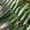 Blechnum chilense - Abriachan nurseries, The Garden On Loch Ness